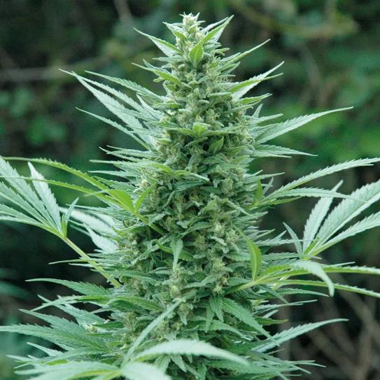 Preparación de la cosecha: trucos y tareas para una recolección perfecta 