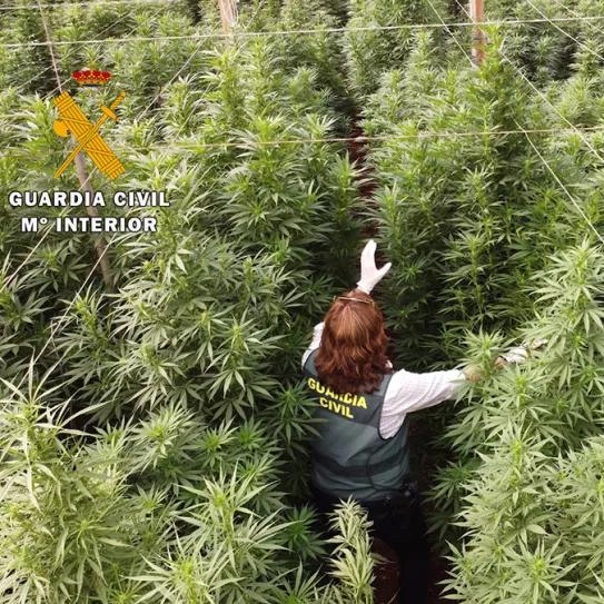 125.000 plantas de marihuana intervenidas y seis detenidos en Almería