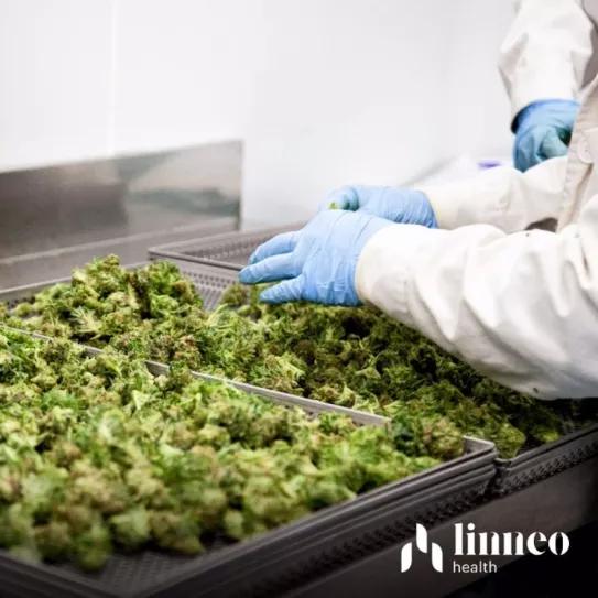 La española Linneo Health aumentó las pérdidas en 2020 pese a haber iniciado la exportación de cannabis 