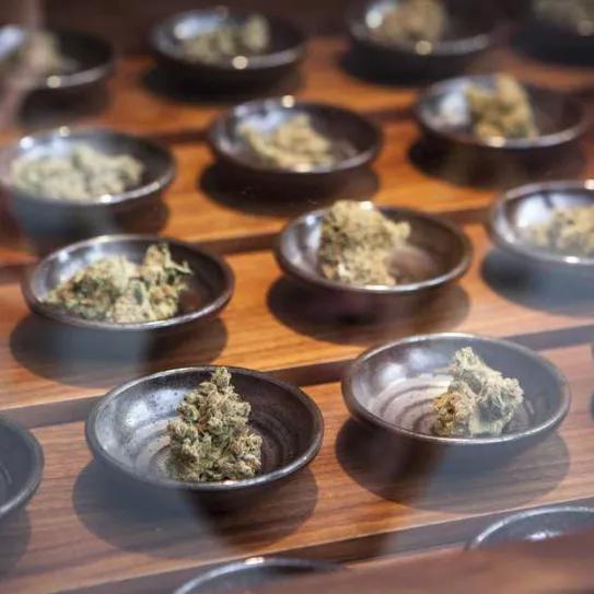 Zurich pone inicia los preparativos para la dispensación de cannabis recreativo para adultos 