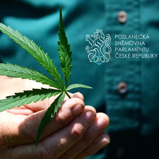 El Parlamento de República Checa vota para triplicar el THC permitido en el cáñamo industrial