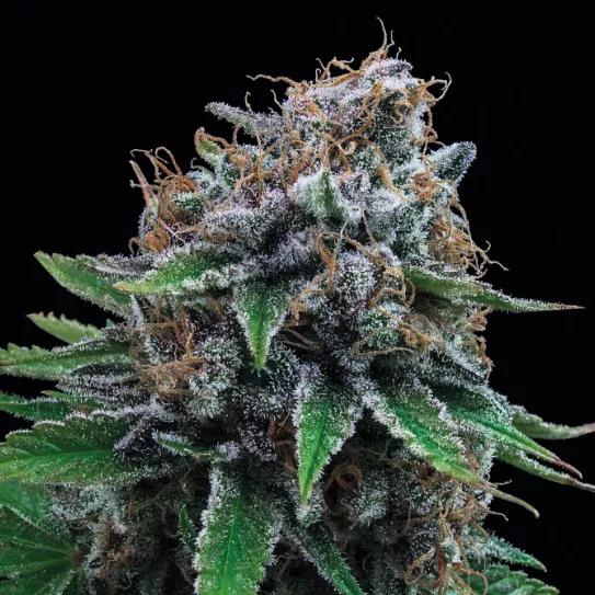 TUTTI GELATO, FRESCURA DEL PACÍFICO