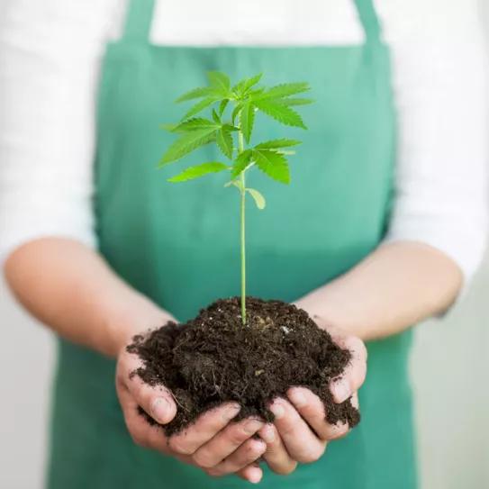 La Comisión de Salud del Senado chileno rechaza la iniciativa de cultivo seguro para usuarios medicinales	