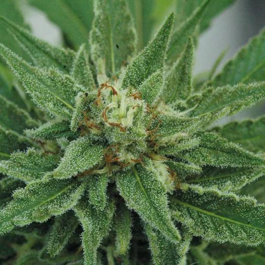 El día que acaba la cosecha y empieza el secado 