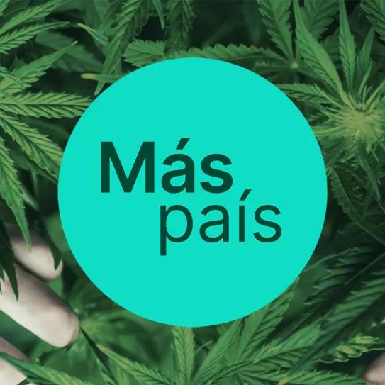 El Congreso vota hoy la tramitación del proyecto de regulación del cannabis de Más País