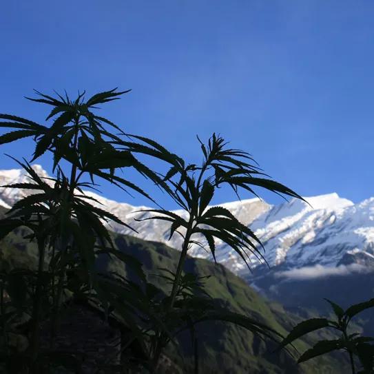 El debate sobre la regulación del cannabis llega al Parlamento de Nepal con el apoyo del ministro de Salud