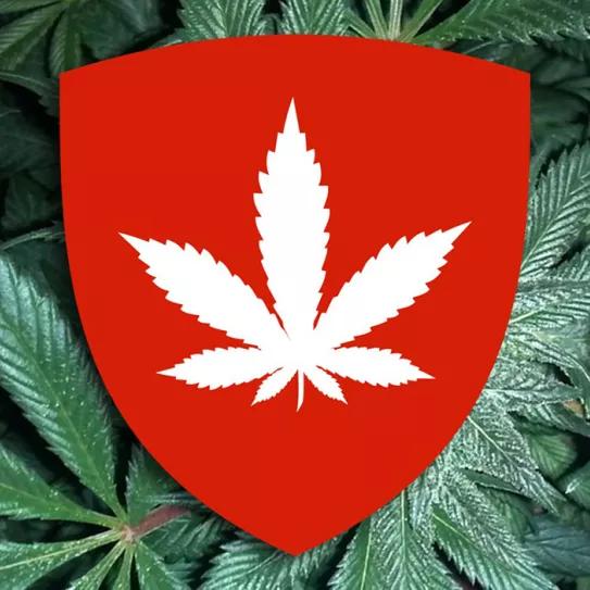 Suiza elaborará un proyecto de regulación integral del cannabis