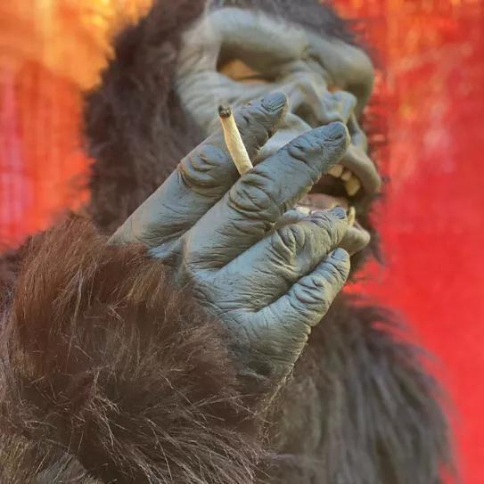 Activistas disfrazados de simios bailan ante la DEA para pedirle que evolucione sus políticas sobre drogas 