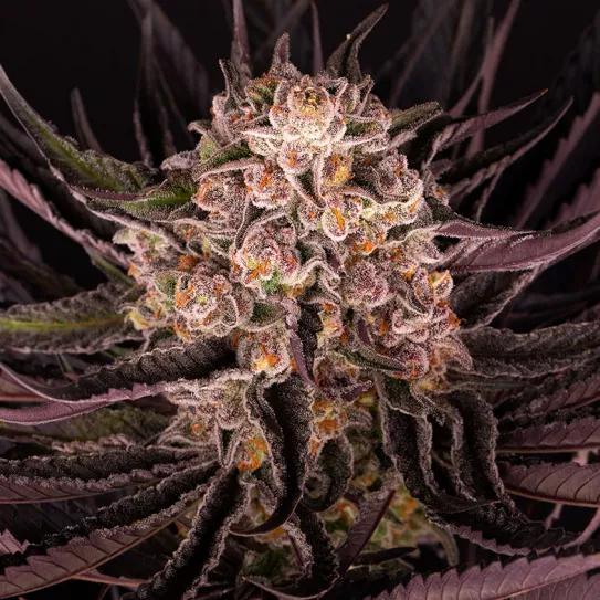 MIMOSA EVO: UN TRIUNFO EN LA EVOLUCIÓN