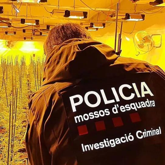 El Parlament de Cataluña apuesta por priorizar la lucha contra el cultivo y tráfico de marihuana  