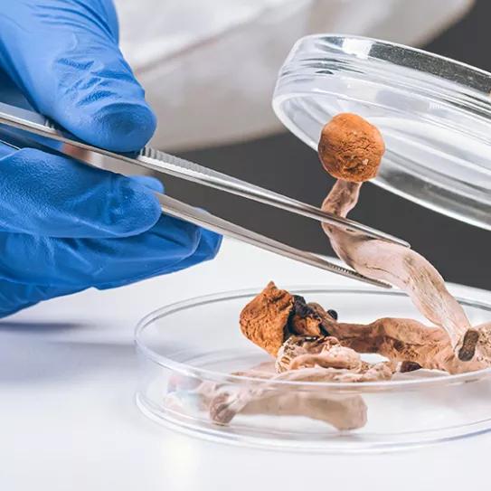 La Administración de EE UU financia el primer estudio con psilocibina desde la prohibición