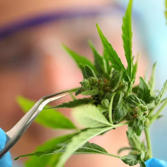 Marruecos promueve varias líneas de investigación con cannabis a través de instituciones públicas