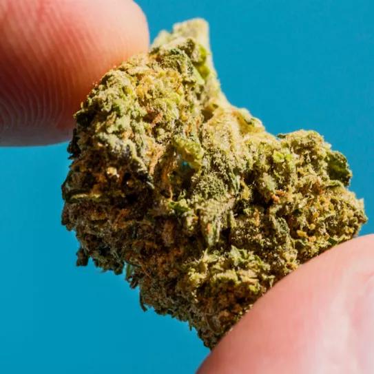 La legalización del cannabis no se asocia con un aumento de enfermedades mentales afirma un estudio