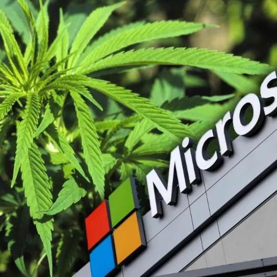 Microsoft investiga el cáñamo para construir edificios capaces de absorber carbono