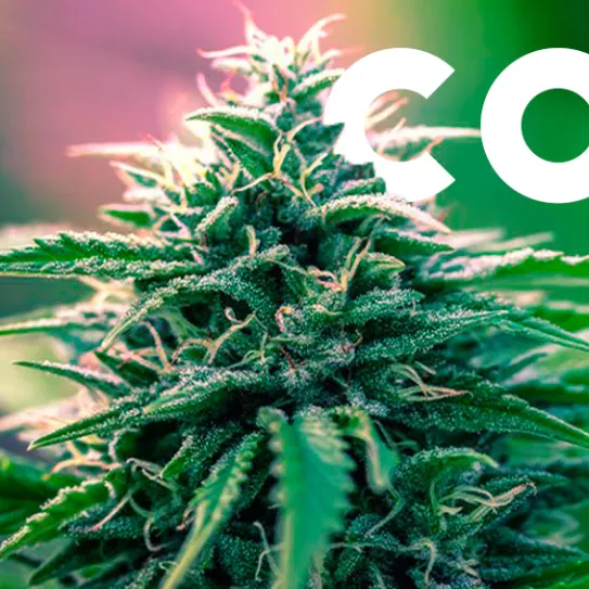 Como fabricar CO2 en casa 