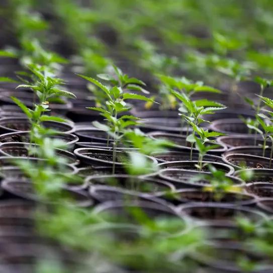 Ondara espera las primeras plantas de cannabis y estima que el 80% de los trabajadores en ERTE no se reincorporará