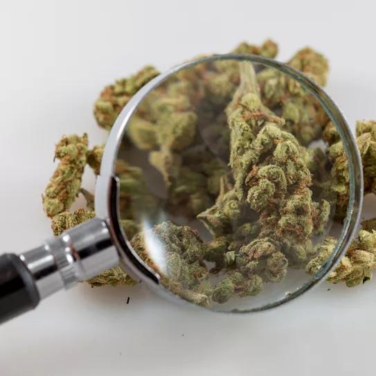 Connecticut registra varias sobredosis de fentanilo en personas que solo consumieron marihuana