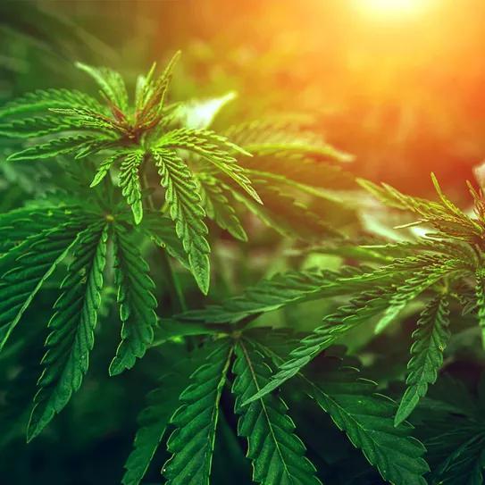 La formación de Gobierno en Alemania culmina incluyendo la promesa de regular el cannabis