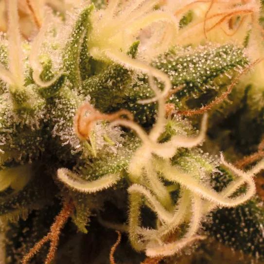 Manual de cata cannábica gourmet: la clasificación de los aromas y sabores del cannabis