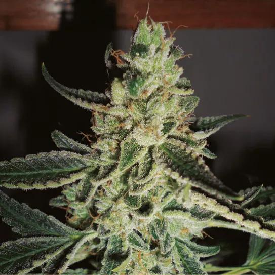 ‘CÁÑAMO’ Y SPANISH SEEDS