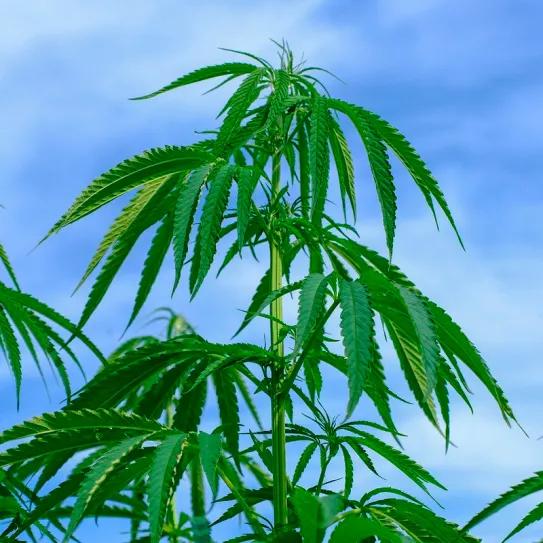 Agricultores y ongs en Colombia denuncian un proyecto de ley que limitaría la producción de cáñamo