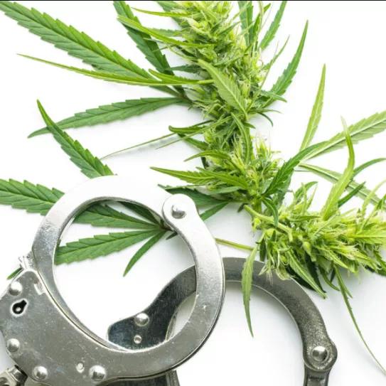 El 84% de las denuncias y 58% de las detenciones por drogas del año pasado fueron por cannabis