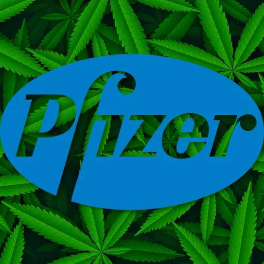 Pfizer entra en el cannabis medicinal tras adquirir una empresa que investiga fármacos cannábicos 