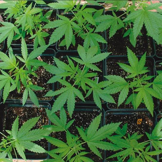 Tierra y macetas: lo que debes saber 