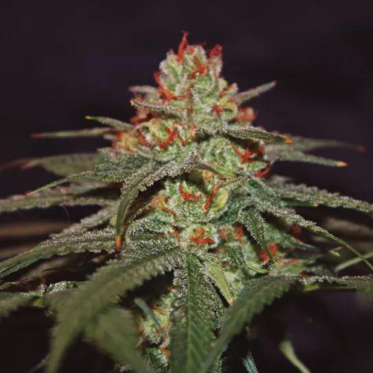 Blackberry Gum Autofloreciente: la versión automática más sabrosa de Seedstockers