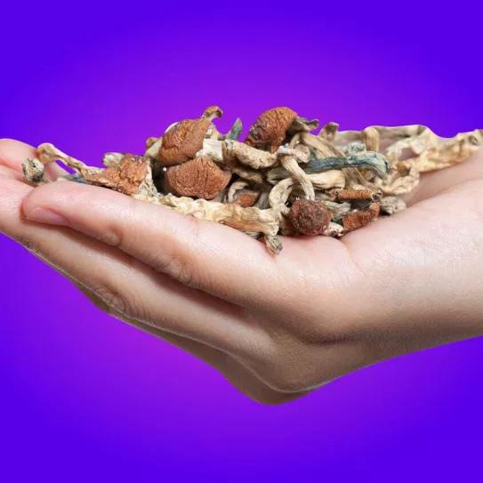 Presentan una iniciativa internacional para acabar con la fiscalización de la psilocibina