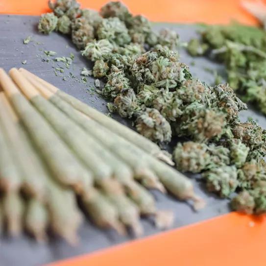 Una jueza de Palma absuelve a dos responsables de un club cannábico acusados de tráfico