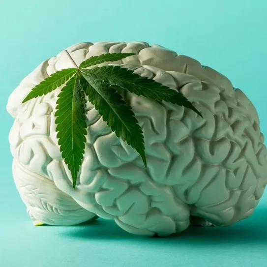 Una metarrevisión científica concluye que el uso agudo de cannabis puede provocar efectos cognitivos persistentes