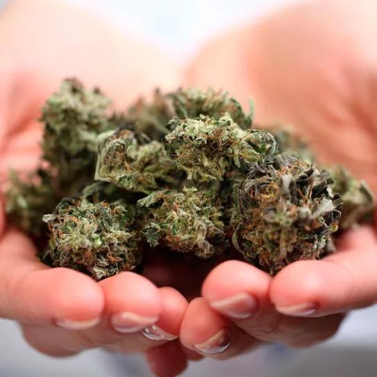 El Consejo de Estado francés suspende la prohibición de la venta de cogollos de CBD