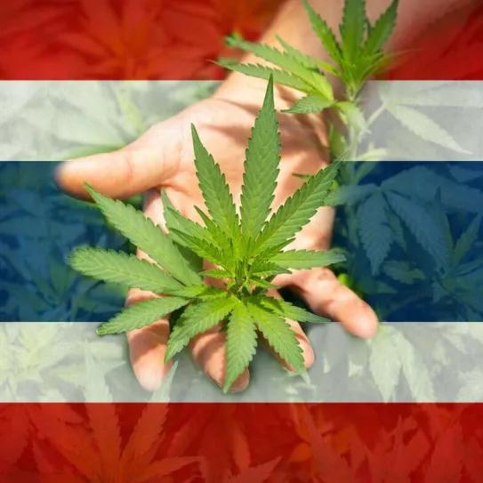 Tailandia quita el cannabis de su lista de sustancias prohibidas