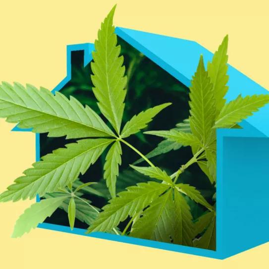 El autocultivo no puede seguir fuera de la ley