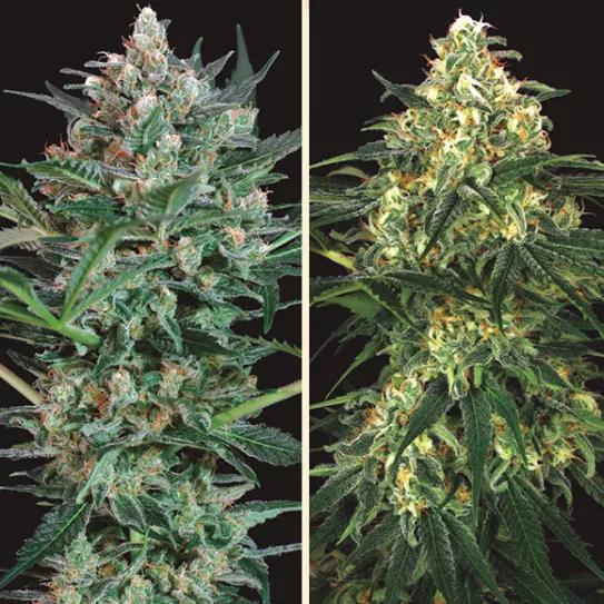 Zkittalicious Auto de Exotic Seed