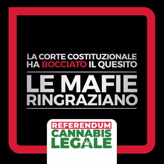 El Constitucional italiano tumba el referéndum para despenalizar el autocultivo de cannabis  