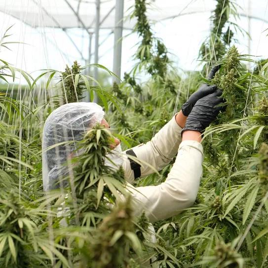 El Gobierno de Uruguay lanza una formación laboral para la cosecha de cáñamo