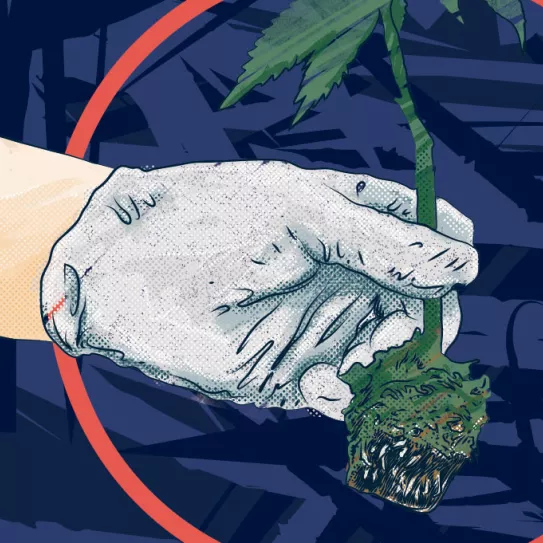 ¿Qué es mejor tierra o hidroponía?