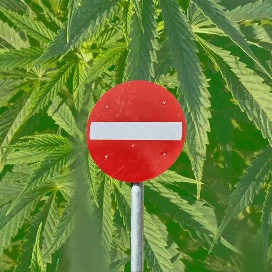 Editorial Cáñamo España #291