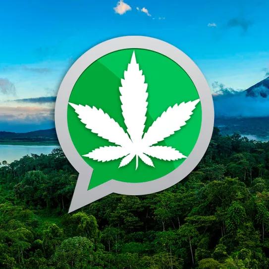 Costa Rica aprueba la regulación del cannabis medicinal con los cambios obligados por el presidente 