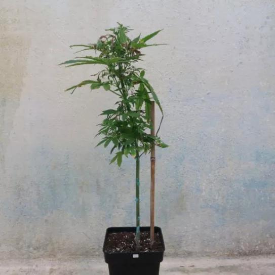 Espigamiento. Porqué ocurre y cómo controlarlo. Por Buddha Seeds