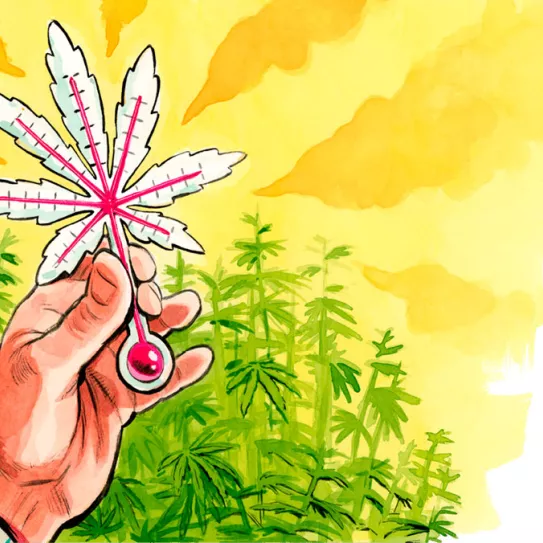 El cambio climático y el cannabis 
