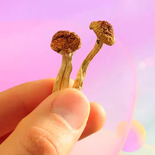 Pacientes y médicos piden la reclasificación de la psilocibina en Reino Unido