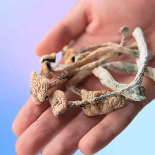 Los legisladores de Oklahoma y Hawai aprueban medidas para permitir el acceso a la psilocibina