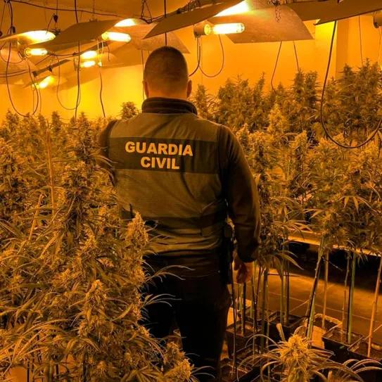 Detenida con 73 años y más de 500 plantas creciendo en el domicilio