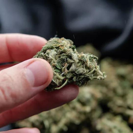 El porcentaje de THC libra de un delito a un hombre pillado con 259 gramos de cannabis