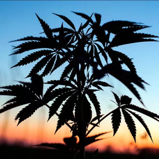 Ruanda prepara hectáreas para el cultivo de cannabis