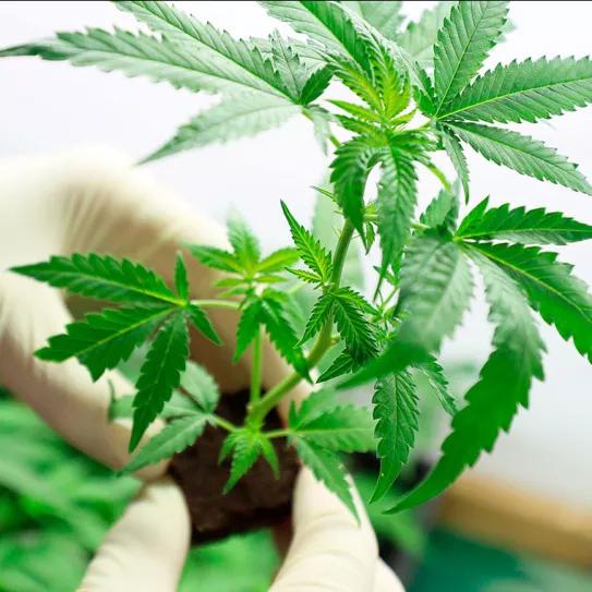 España producirá seis toneladas de marihuana legal en 2022