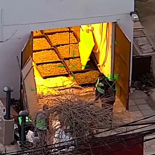 La policía interviene 17.000 plantas en la Cañada Real de Madrid